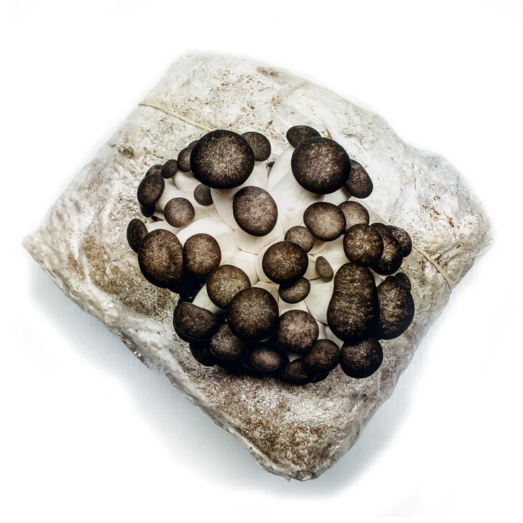 Black Pearl Oyster mushrooms