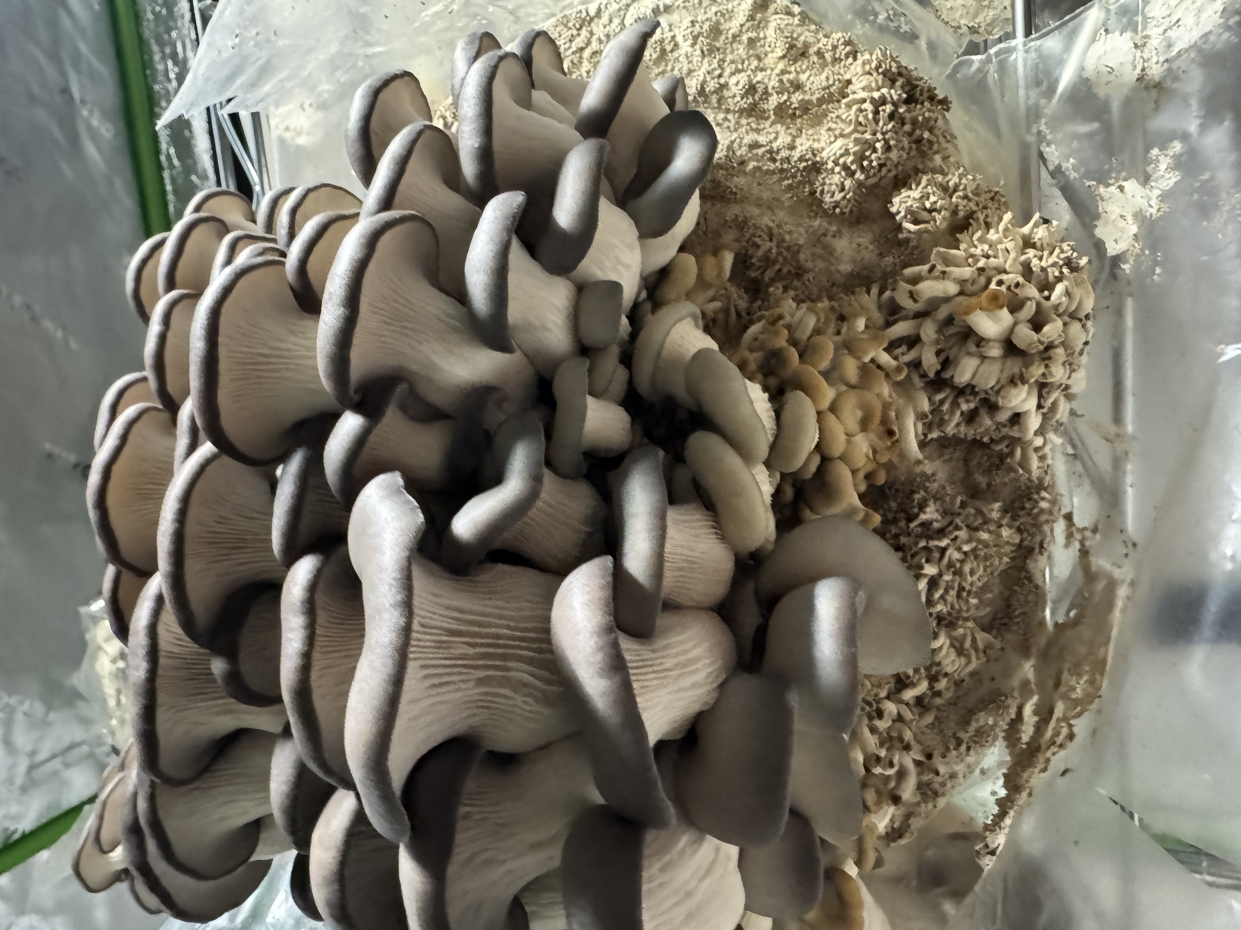 Blue Oyster growing from block