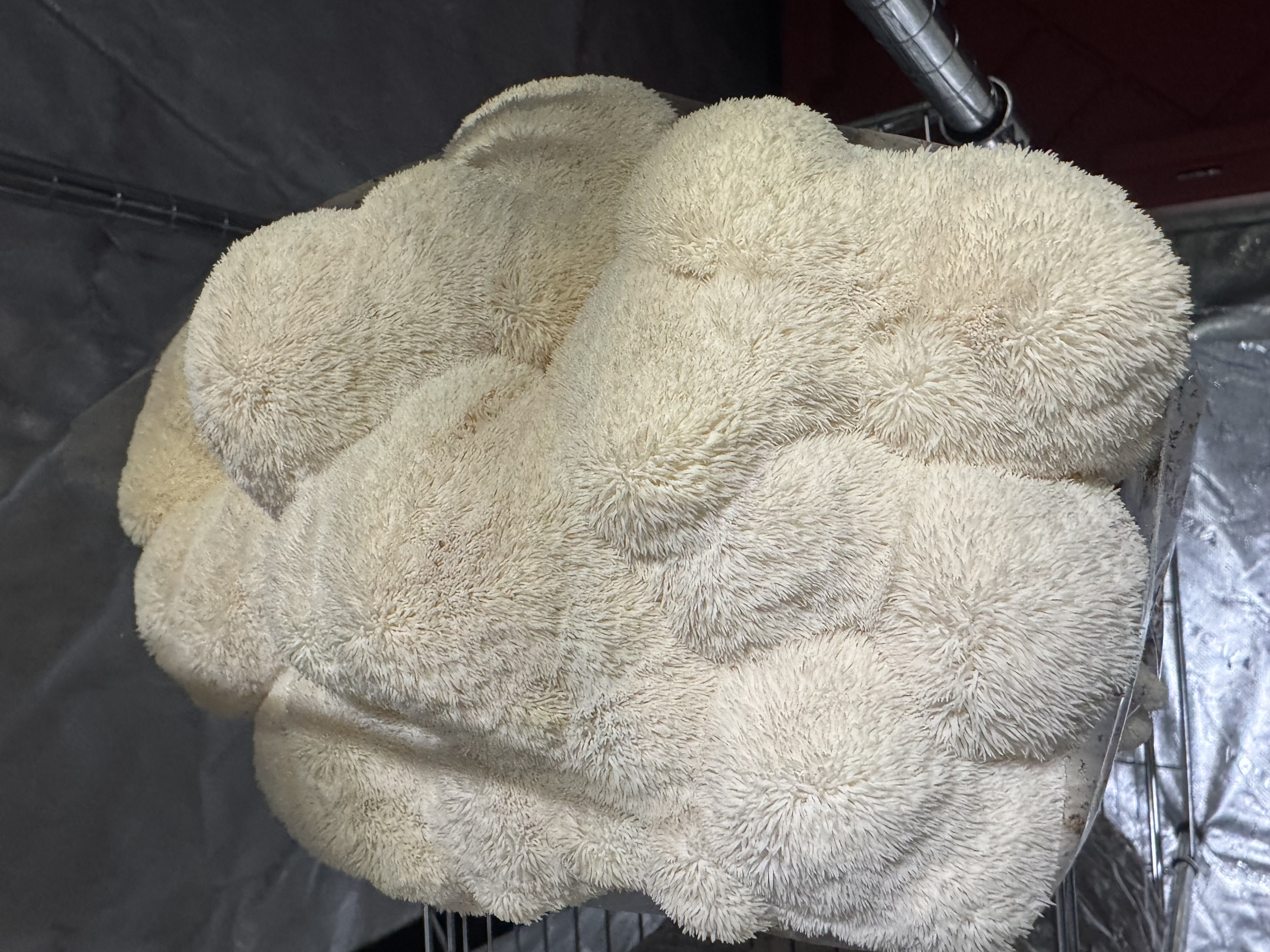 Lion's Mane mushroom