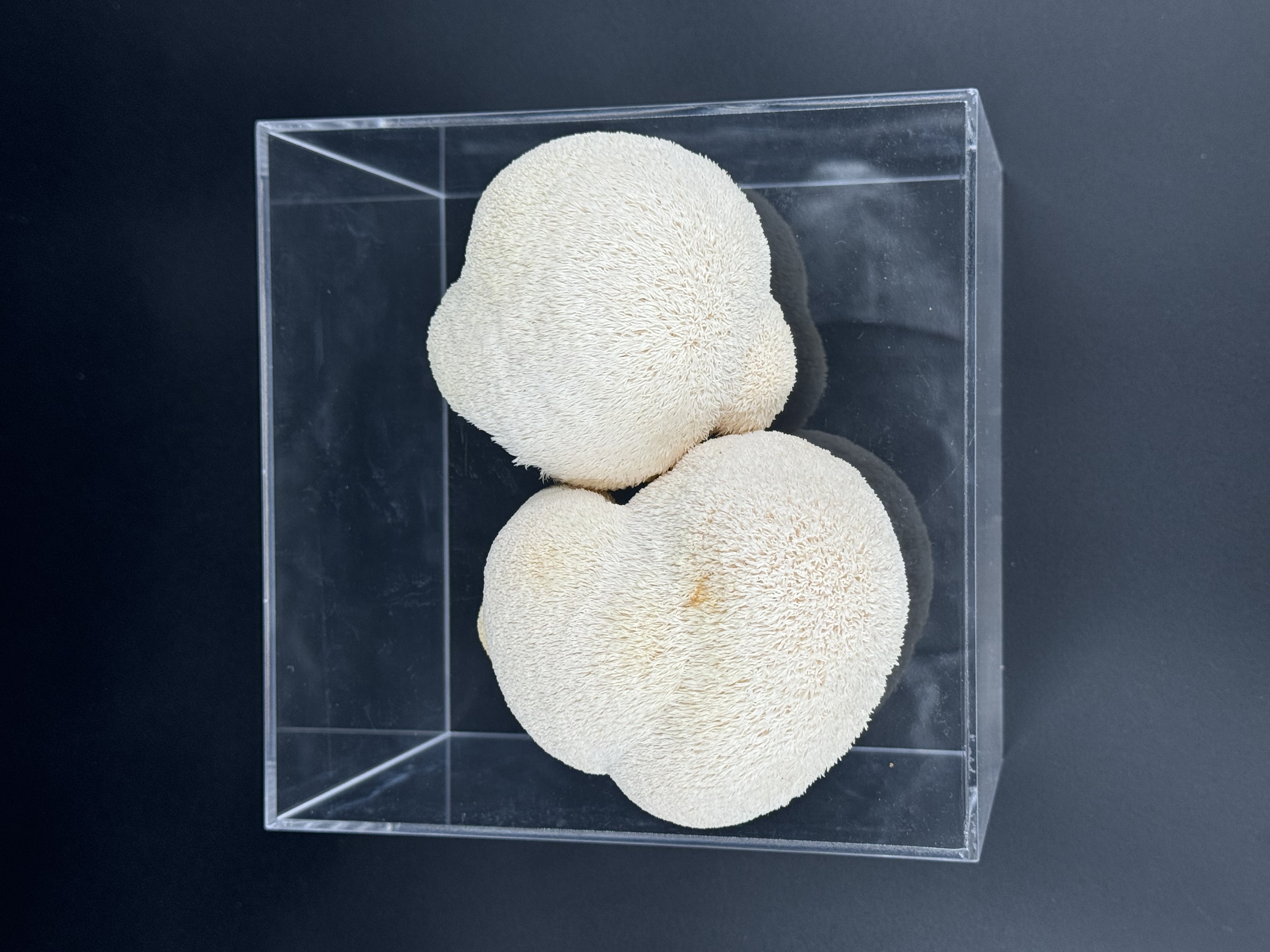 Lion's Mane mushroom