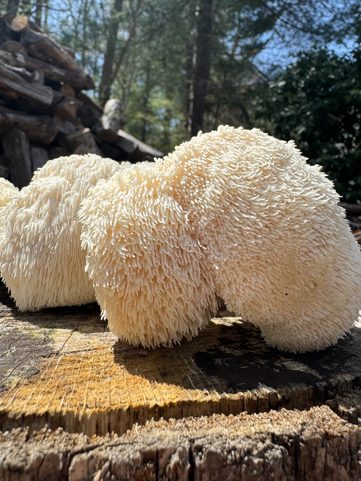 Mushroom Image 1