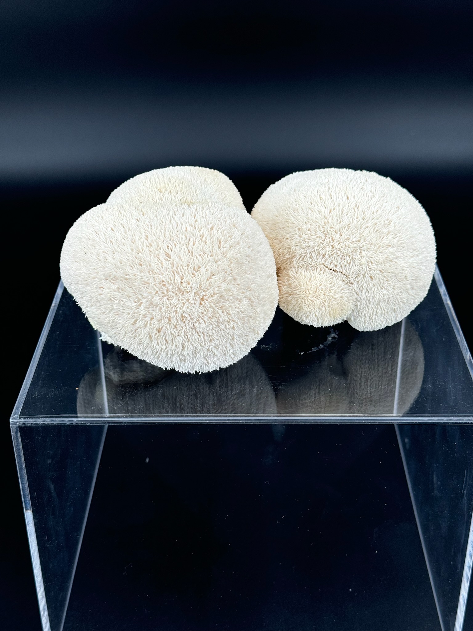 Mushroom Image 2