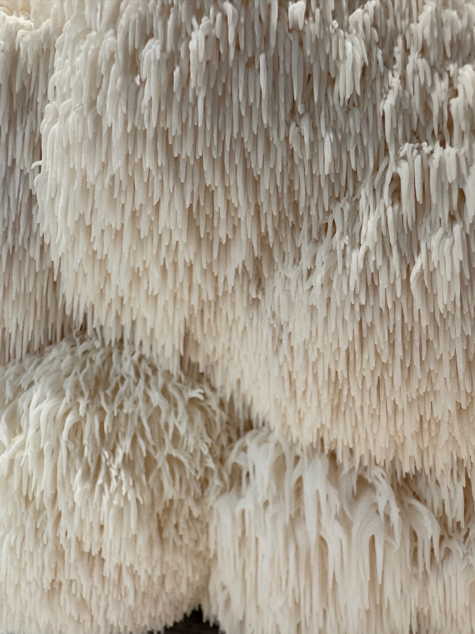 Mushroom Image 3